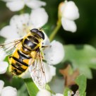 wasp